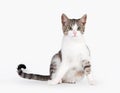 Young brown bicolor domestic cat