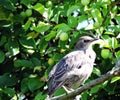 Young brown bird Royalty Free Stock Photo