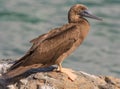 Young Brown Booby Bird Royalty Free Stock Photo