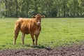 A young brown bull standing in a field surrounded by flies Royalty Free Stock Photo