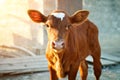 Young calf at an agricultural farm. Royalty Free Stock Photo