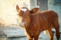 Young calf at an agricultural farm. Royalty Free Stock Photo