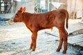 Young calf at an agricultural farm. Royalty Free Stock Photo