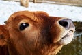 Young brown calf head smiling with teeth and big nose