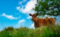 young brown calf in the meadow