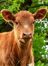 young brown calf in the meadow