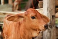 Young brown calf