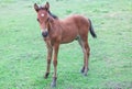 Young brown colt Royalty Free Stock Photo