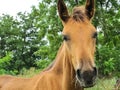 Young brown colt Royalty Free Stock Photo