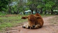 Young brown cow chewing grass Royalty Free Stock Photo