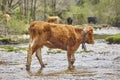 Young brown cow crossing a creek. Cattle, livestock, farmland