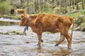 Young brown cow crossing a creek. Cattle, livestock, farmland