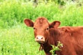 Young brown cow, heifer grazes on a farm among green grass in pasture Royalty Free Stock Photo