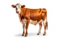 Young brown cow isolated on white background