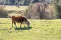 Young brown cow out in free range green pasture, peaceful rural scene, farmland grazing