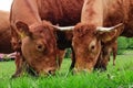 Young brown cows in movement