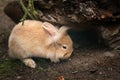 A young brown cute dwarf rabbit looking for food Royalty Free Stock Photo