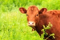 Young brown dairy cow, heifer is grazed on a farm among a green grass in the summer. Big cow in pasture in spring. Cow