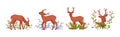 Young Brown Deer with Antlers and Winter Twigs Vector Set
