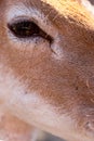 Young brown deer with a dark eye close-up looks attentively and curiosity at the camera Royalty Free Stock Photo