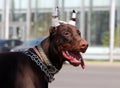 Young brown doberman dog with cropped ears