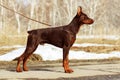 Young brown dog Doberman Pinscher