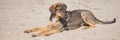 Young brown dog rest on the sandy sea beach