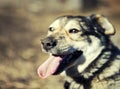 Portrait of a young brown dog sitting on the street with dirty funny sticking your nose out pretty with your tongue in the spring