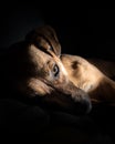 Young brown dog sleeping on a sofa - cute pet photography - rescue dog Royalty Free Stock Photo