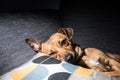 Young brown dog sleeping on a sofa - cute pet photography - rescue dog relaxed Royalty Free Stock Photo