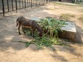 Young brown donkey eating grass in the zoo Royalty Free Stock Photo