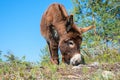 Young brown donkey grazing on barren ground, blue sky and conifer. front view Royalty Free Stock Photo