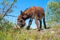 Young brown donkey grazing on pastureground, blue sky with shrubs Royalty Free Stock Photo