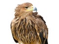 Young brown eagle Royalty Free Stock Photo