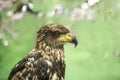 Young brown eagle Royalty Free Stock Photo