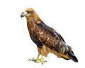 Young brown eagle isolated over white Royalty Free Stock Photo