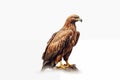 young brown eagle isolated over white background Royalty Free Stock Photo