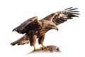 young brown eagle isolated over white background Royalty Free Stock Photo