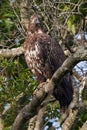 Young brown eagle perched on a tree branch Royalty Free Stock Photo