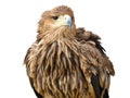 Young brown eagle sitting on a support Royalty Free Stock Photo