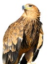 Young brown eagle sitting on a support Royalty Free Stock Photo