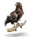 Young brown eagle sitting on a support Royalty Free Stock Photo