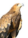 Young brown eagle sitting on a support isolated Royalty Free Stock Photo