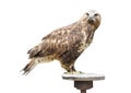 Young brown eagle sitting on a support Royalty Free Stock Photo