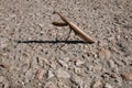 Young brown european mantis or mantis latin religious close up on a concrete slab