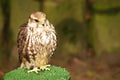 Young brown falcon Royalty Free Stock Photo