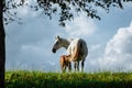 a young brown foal is drinking milk at the mother's udder Royalty Free Stock Photo