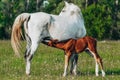 a young brown foal is drinking milk at the mother's udder Royalty Free Stock Photo