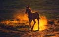 young brown foal running on the field, raising the dust Royalty Free Stock Photo