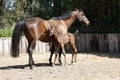 Mare with a foal Royalty Free Stock Photo